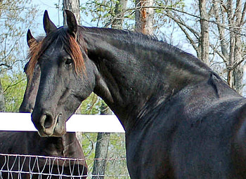 Fresian Mare, horse, mare, headshot, fresian HD wallpaper