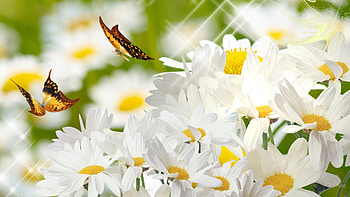 Daisy Distraction, white, firefox persona, stars, sparkles, spring, daisies, butterflies, daisy, green, blurry, flowers HD wallpaper