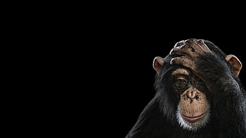 Dark monkey , Mysterious monkey, Primate mystery, Shadowy creature HD wallpaper
