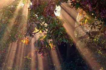 tress, trees, nature, forest, tall HD wallpaper
