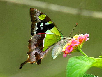 Macleays Swallowtail, coral, butterfly, flower, green black white HD wallpaper