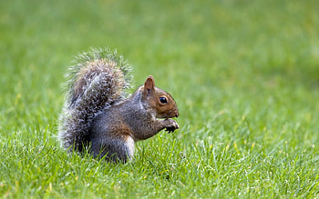 Animals, Nature, Squirrel, Grass, Waiting, Expectation HD wallpaper