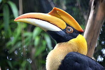 Great Hornbill, great, bird, forest, hornbill HD wallpaper