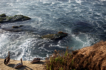 Animals, Birds, Sea, Waves, Shore, Bank HD wallpaper
