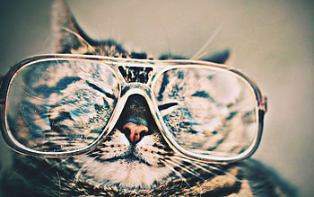 Cat, Glasses, Funny, Macro HD wallpaper