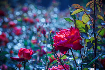 Spring, cute, beautiful, pink, flower, green, nature, flowers, , lovely HD wallpaper