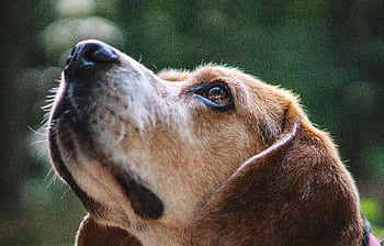 Charming beagle puppy portrait gazing with curiosity. Perfect for animal lovers and pet-related projects. HD wallpaper