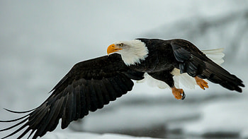 eagle , Stunning visuals, Captivating beauty HD wallpaper