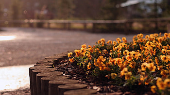 Flowers, Plant, Flower Bed, Flowerbed HD wallpaper