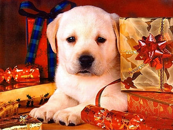 Christmas Puppy, holiday dog, christmas dog, cute dog, cute puppy HD wallpaper
