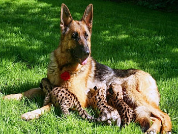 Adopted, dog, love, mother, cubs HD wallpaper