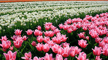 Flowers, Pink, Tulips, Flower Bed, Flowerbed HD wallpaper