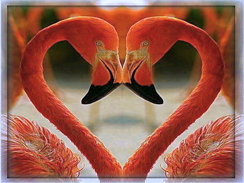 Love of flamingos, coral, birds, heart, flamingos HD wallpaper