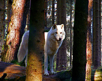 White wolf, wolves, animals HD wallpaper