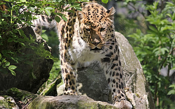 Animals, Stones, Leaves, Leopard, Muzzle, Big Cat, Sight, Opinion HD wallpaper