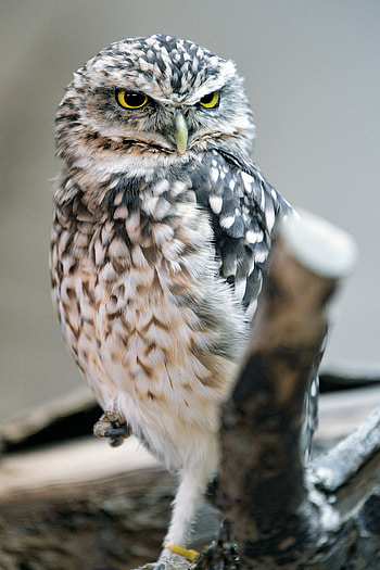 Animals, Owl, Bird, Sight, Opinion HD phone wallpaper