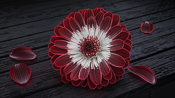 Stunning Red Flower in Ultra, red flower, flower, red, white, petal HD wallpaper