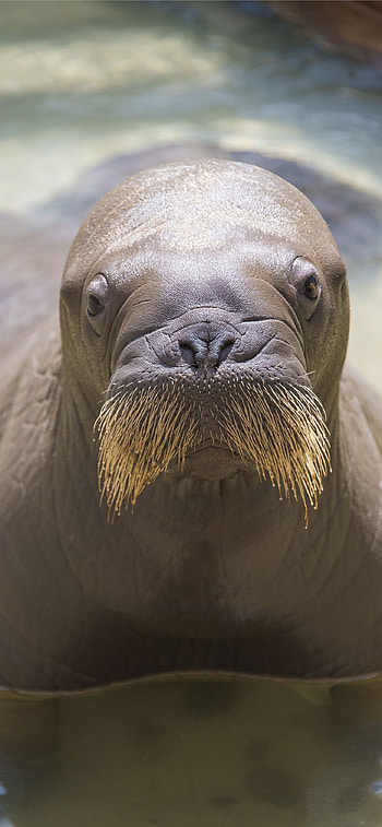 Best walrus , High-definition , Mobile backgrounds, Stunning visuals HD phone wallpaper