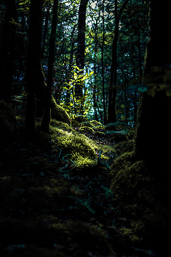 Nature, Trees, Fern, Branches, Moss HD phone wallpaper