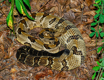 Timber rattlesnake, Unique markings, Rare sighting, Observational data HD wallpaper