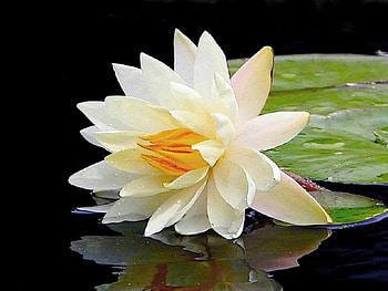 water lily, nature, flowers, watr lily, pond HD wallpaper
