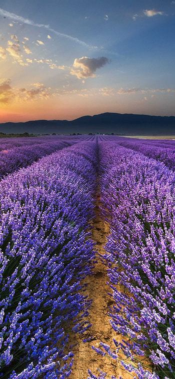 Lavender , Purple beauty, Mobile backgrounds HD phone wallpaper