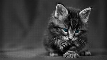 kitten, blue-eyed, furry, cat, wash HD wallpaper