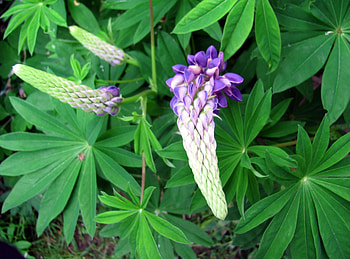 Flowers, Flower, Close-Up, Greens, Lupine HD wallpaper