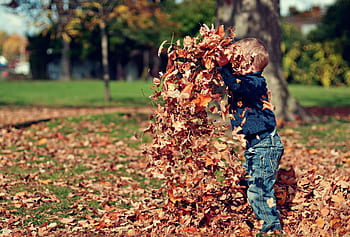 A young boy playing in a pile of colorful autumn leaves outdoors. HD wallpaper
