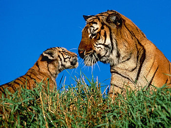 Animals, Tigers HD wallpaper