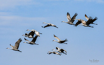 Cranes, Latvia, flight, birds, sky HD wallpaper