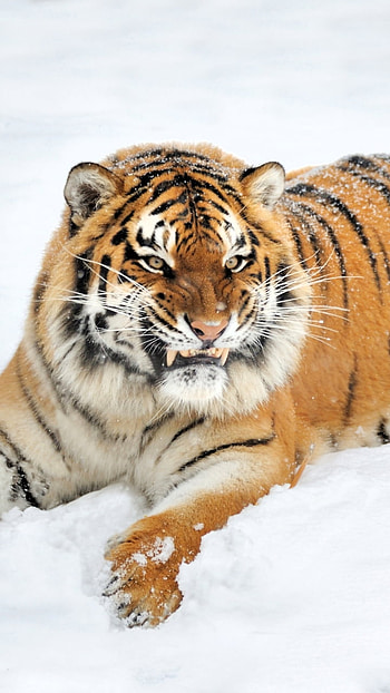 snow, Animal, tiger, winter animals HD phone wallpaper