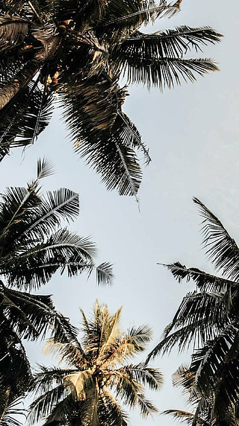 Palm tree bliss, Nature's wonders HD phone wallpaper