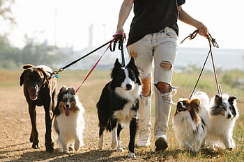 A person walks multiple dog breeds on a sunny day, showcasing a leisurely lifestyle activity. HD wallpaper