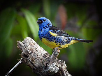 Tanagra Mexicana, Animals, Colorful, Winged Creatures, Birds HD wallpaper