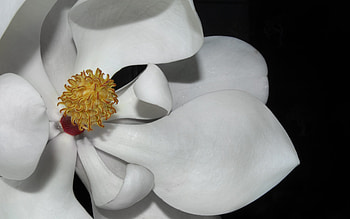 Angelic Petals, white, petals, flower, angelic, blossom HD wallpaper