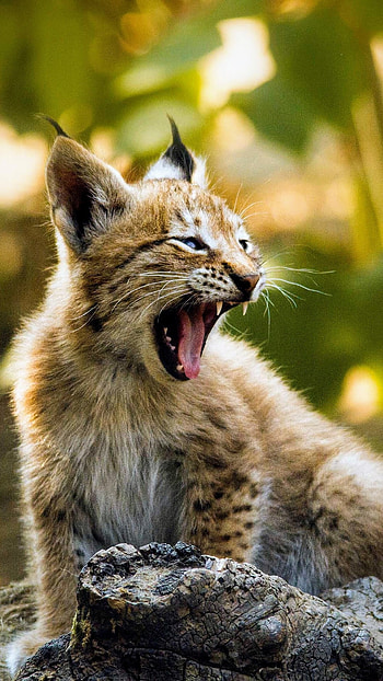 Animal, lynx HD phone wallpaper