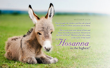 They brought the Donkey...., bible, easter, lovely, matthew HD wallpaper