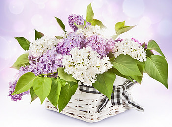 With Love, still life, lilacs, nature, flowers, lilac HD wallpaper