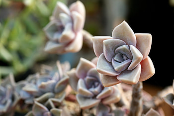 Flower, Macro, Petals, Cactus, Indoor Plant, Houseplant HD wallpaper