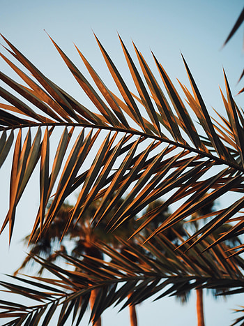 Nature, Leaves, Plant, Palm, Branches HD phone wallpaper