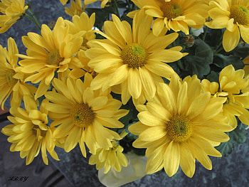 Bouquet of sunshine, bouquet, graphy, yellow, green, Flowers HD wallpaper