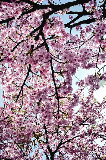 Beautiful cherry blossoms in bloom in Tokyo, Japan, symbolizing spring and beauty. HD phone wallpaper