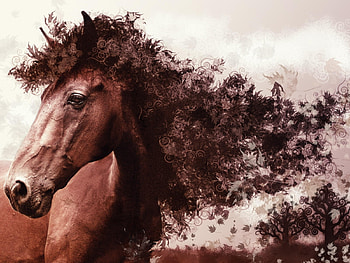 Animals, Art, Horses HD wallpaper