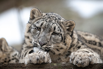 Animals, Snow Leopard, Young, Leopard, Spotted, Spotty, Predator, Wildlife, Joey HD wallpaper