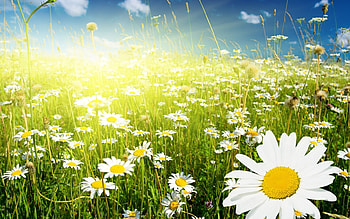 Plants, Flowers, Fields, Camomile HD wallpaper