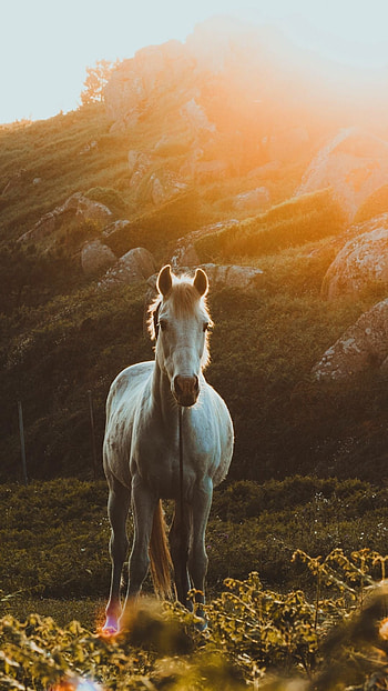 White equus animal, Horse , Beautiful horses HD phone wallpaper