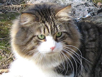 Boogie, cute, cat, animals, nice HD wallpaper