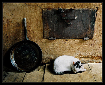 Sleeping cat, cute, cat, sleeping, animals HD wallpaper