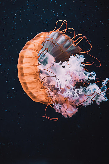 Animals, Water, Jellyfish, Tentacle, Handsomely, It's Beautiful HD phone wallpaper